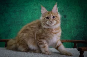 Котенок мейн-кун