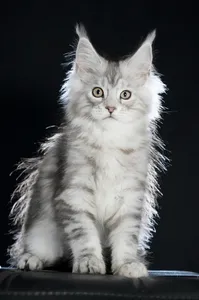 Maine Coon kitten