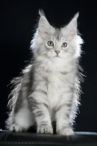 Maine Coon kitten
