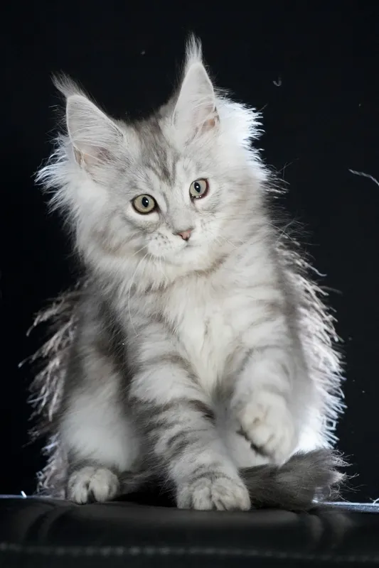 Котенок мейн-кун Черный серебрянный мраморный MCO ns 22 Мальчик