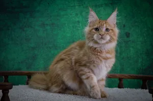 Котенок мейн-кун