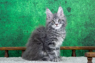 Maine Coon kitten
