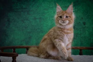 Котенок мейн-кун