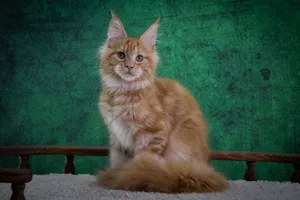 Котенок мейн-кун