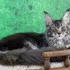 Griffon - фото 3