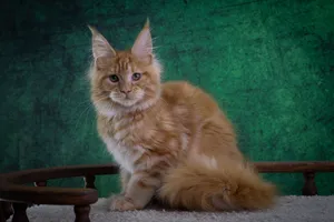 Котенок мейн-кун