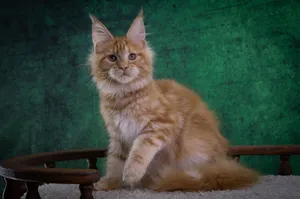 Котенок мейн-кун