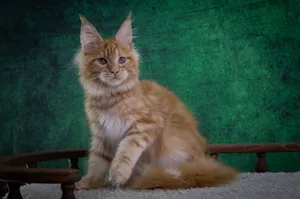 Котенок мейн-кун