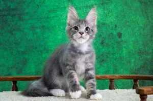 Котенок мейн-кун