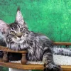 Griffon - фото 2