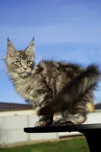 Котенок мейн-кун