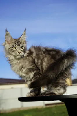 Maine Coon kitten