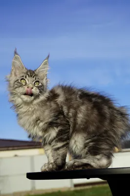 Maine Coon kitten