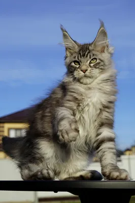 Maine Coon kitten