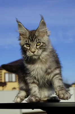 Maine Coon kitten