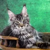 Griffon - фото 1