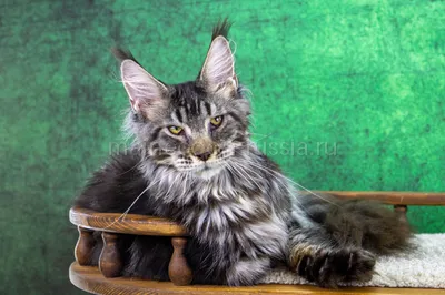 Maine Coon kitten
