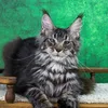 Griffon - фото 4