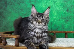 Griffon