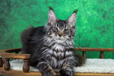 Maine Coon kitten
