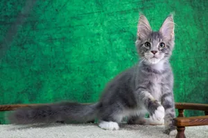 Котенок мейн-кун