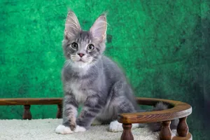 Котенок мейн-кун