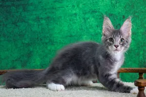 Котенок мейн-кун