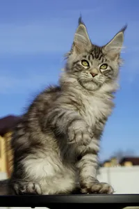 Котенок мейн-кун