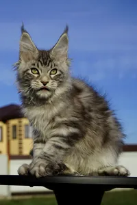 Котенок мейн-кун