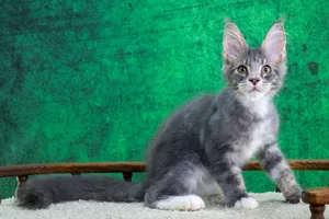 Котенок мейн-кун