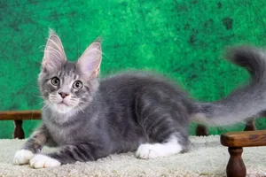 Котенок мейн-кун