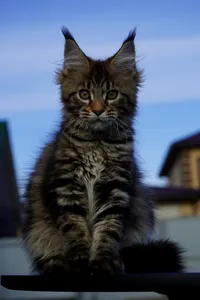 Котенок мейн-кун