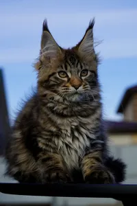 Котенок мейн-кун