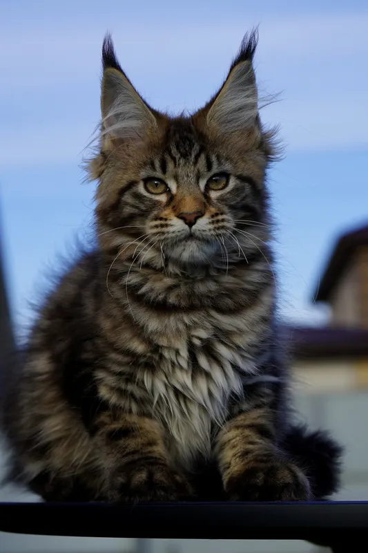 Maine Coon kitten Black classic Tabby (Brown) MCO n 22 Girl