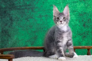 Котенок мейн-кун