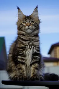 Котенок мейн-кун