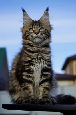 Котенок мейн-кун