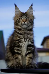 Котенок мейн-кун