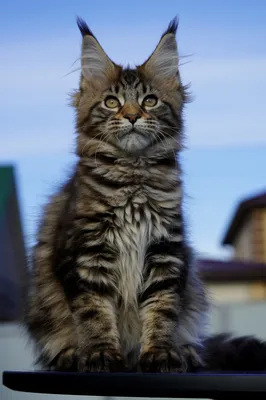 Котенок мейн-кун