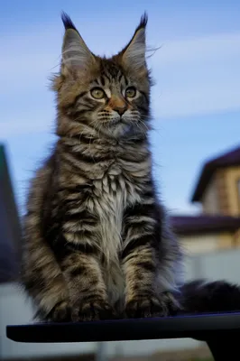 Котенок мейн-кун