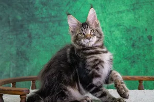 Котенок мейн-кун