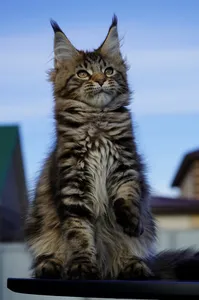 Котенок мейн-кун