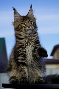 Котенок мейн-кун