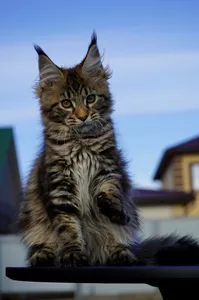 Котенок мейн-кун