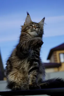 Котенок мейн-кун