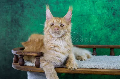 Maine Coon kitten
