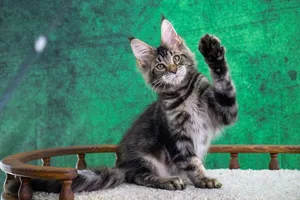 Котенок мейн-кун