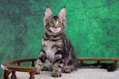 Котенок мейн-кун