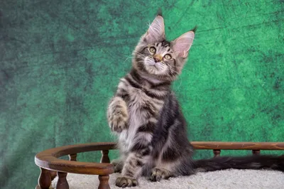 Котенок мейн-кун
