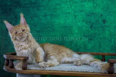 Maine Coon kitten